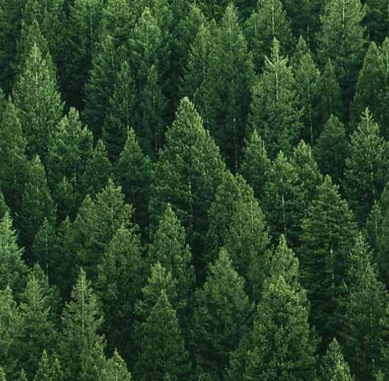 Green Trees and Plants in Dense Forest